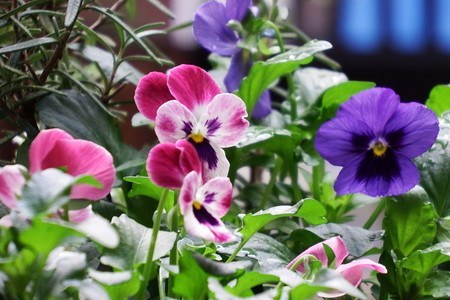 Pansy002 (2).jpg