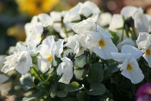 Pansy006.jpg