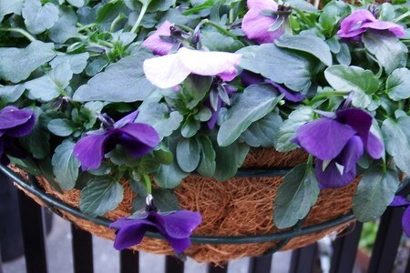 Pansy030.jpg