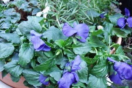 Pansy031.jpg