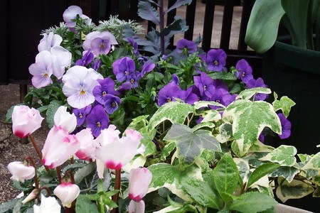 Pansy1.jpg