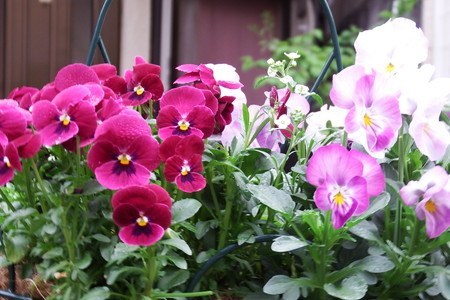 Pansy (1).jpg