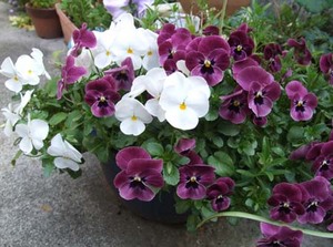 �p���W�[ �؂�߂����@