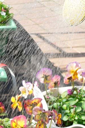 Pansy (2).jpg