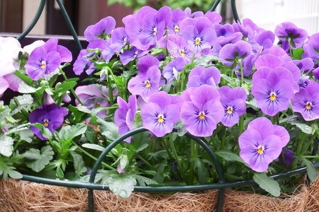Pansy (2).jpg