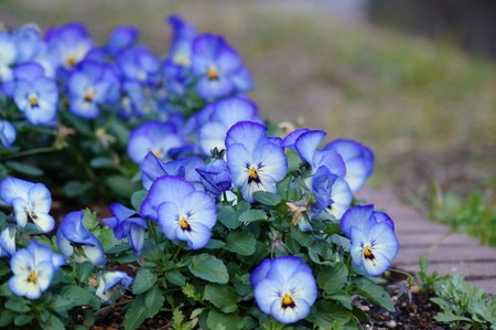 Pansy (2).jpg