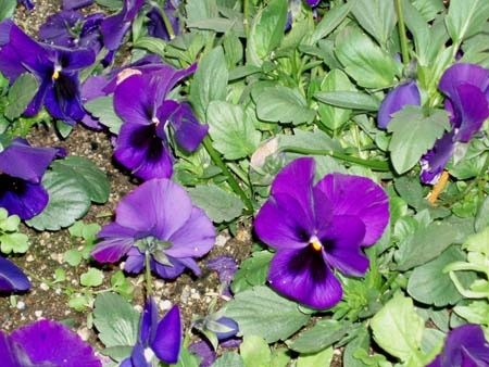 Pansy (6).jpg