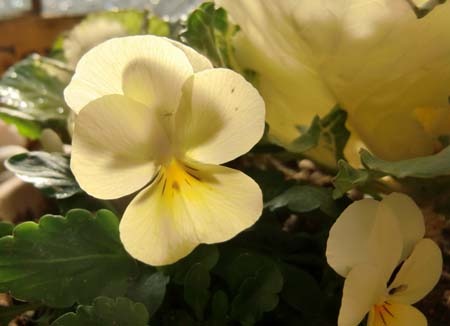 Pansy (7).jpg