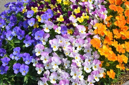 Pansy,Viola.jpg