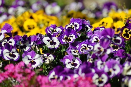 Pansy,Viola002.jpg