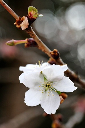 Parvifolia (2).jpg