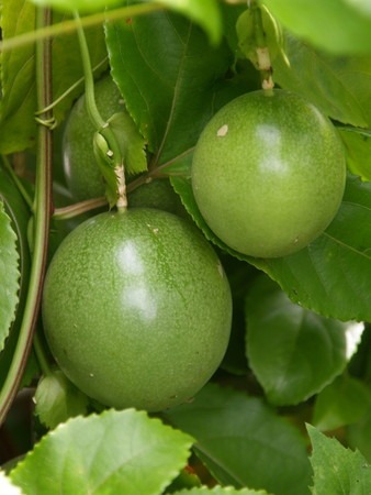 園芸ナビ 花と野菜の育て方