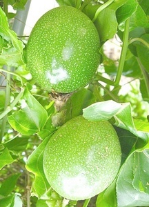 Passionfruit.jpg