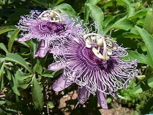 Passionfruit01.jpg