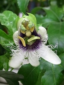 Passionfruit02.jpg