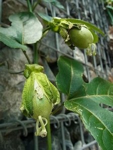 Passionfruit04.jpg