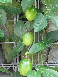 Passionfruit05.jpg