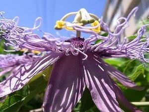Passionfruit06.jpg