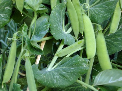 Pea2.jpg