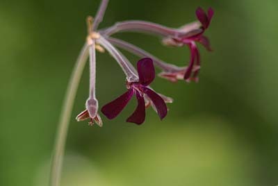 PelargoniumA.jpg