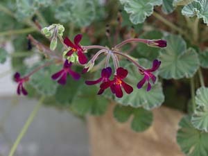 PelargoniumB.jpg