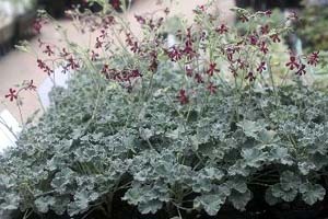 PelargoniumC.jpg