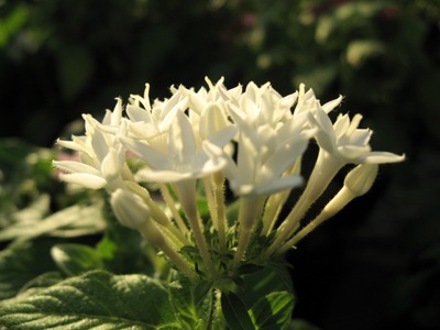 Pentas white.jpg