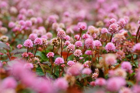 Persicaria capitata.jpg