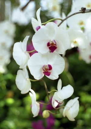 Phalaenopsis.jpg