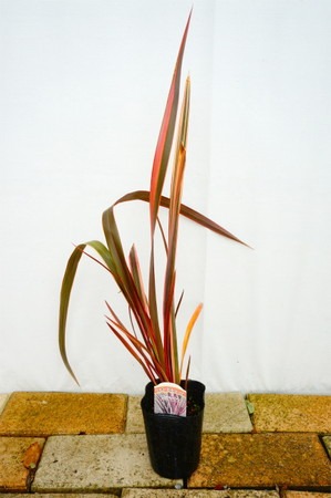 Phormium.jpg