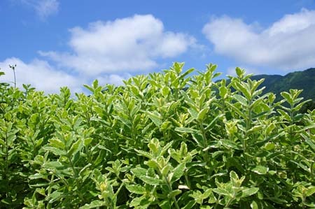 Pineapple Mint.jpg