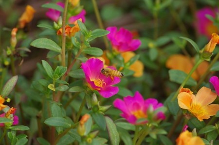 Portulaca.jpg
