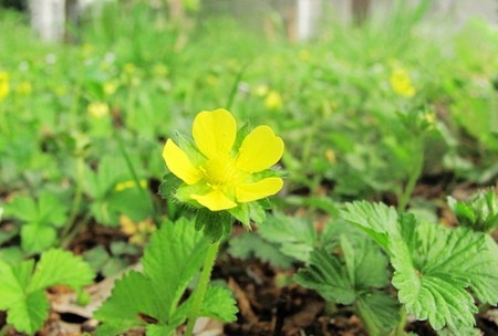 Potentilla hebiichigo (4).jpg