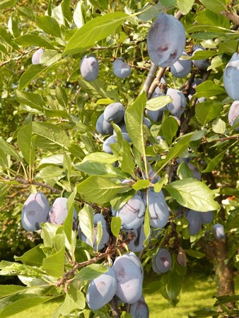 Prunus (2).jpg