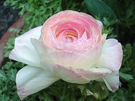 Ranunculus asiaticus.jpg