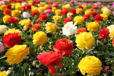 Ranunculus asiaticus (2).jpg