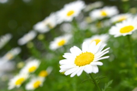 Roman chamomile.jpg
