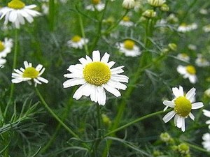 Roman chamomile (2).jpg