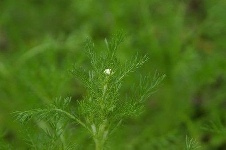Roman chamomile (3).jpg