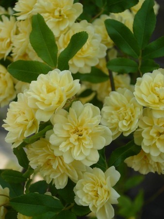 Rosa banksiae.jpg