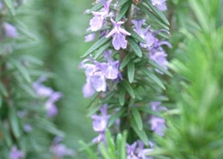 Rosemary (2).jpg