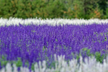 Salvia farinacea Benth.jpg