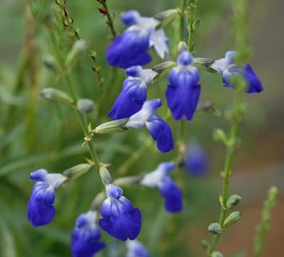Salvia reptans.jpg