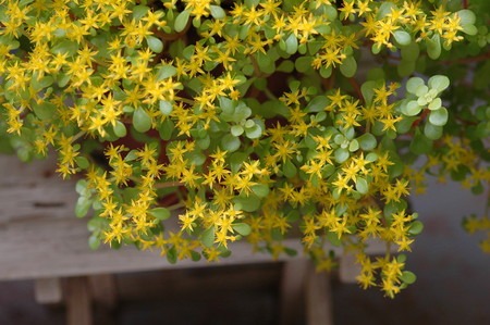Sedum L..jpg