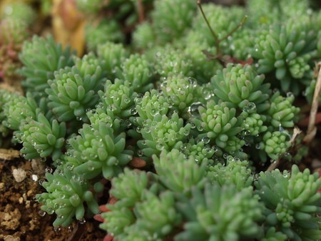 Sedum L. (2).jpg
