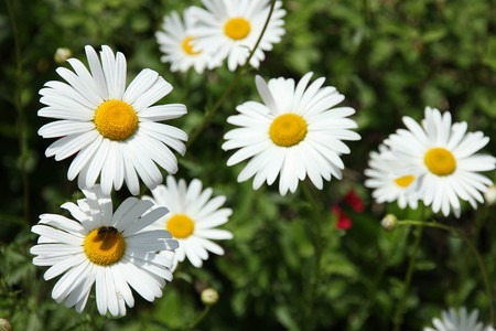 Shasta daisy (1).jpg
