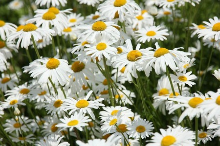 Shasta daisy (2).jpg