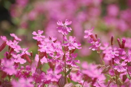 Silene2oomantema.jpg