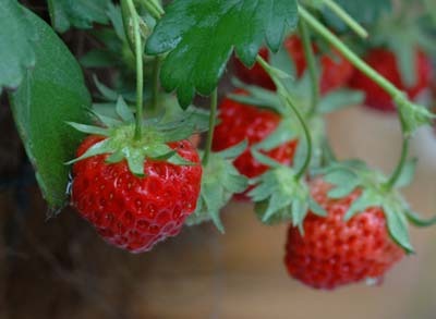 Strawberry (8).jpg