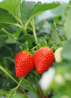 StrawberryC.jpg